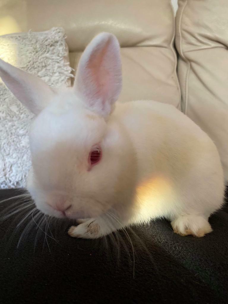 gumtree netherland dwarf